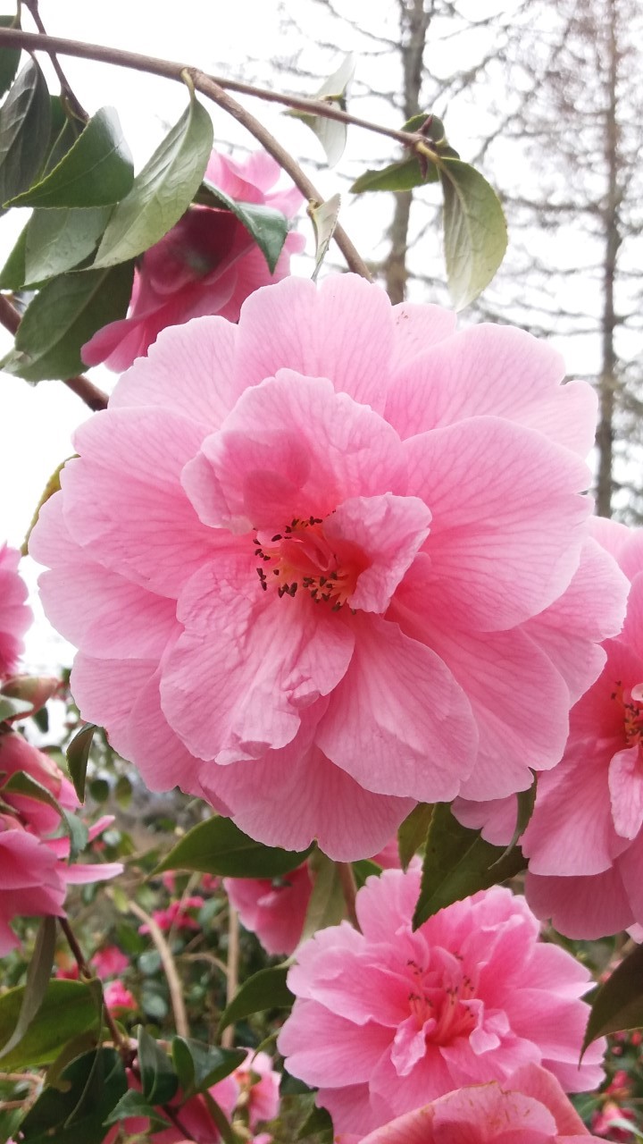 C. x williamsii 'Donation' 